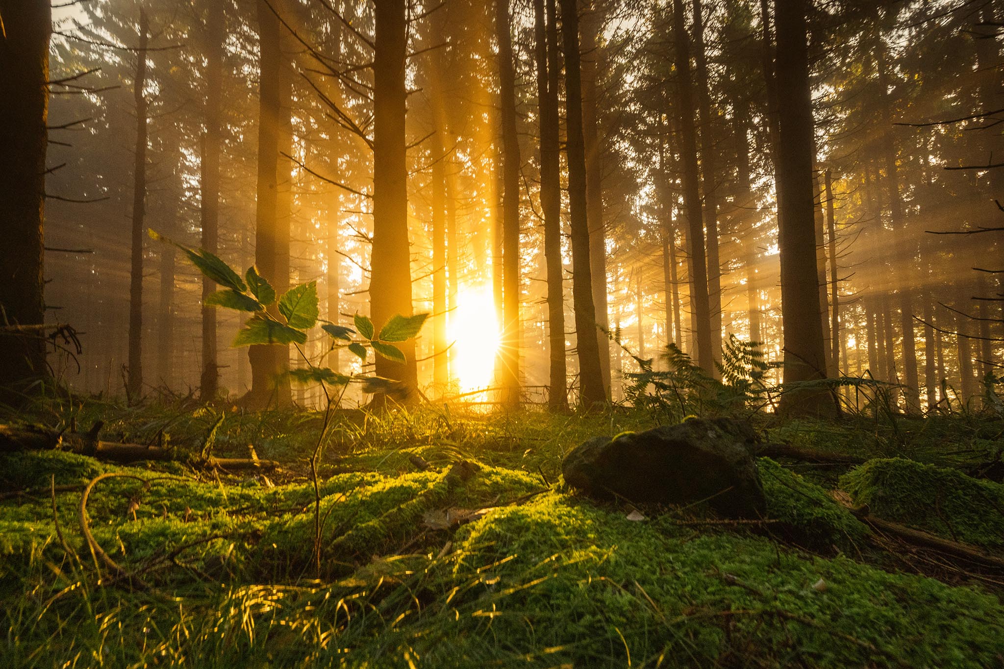 Tschüss Stress, hallo Natur!