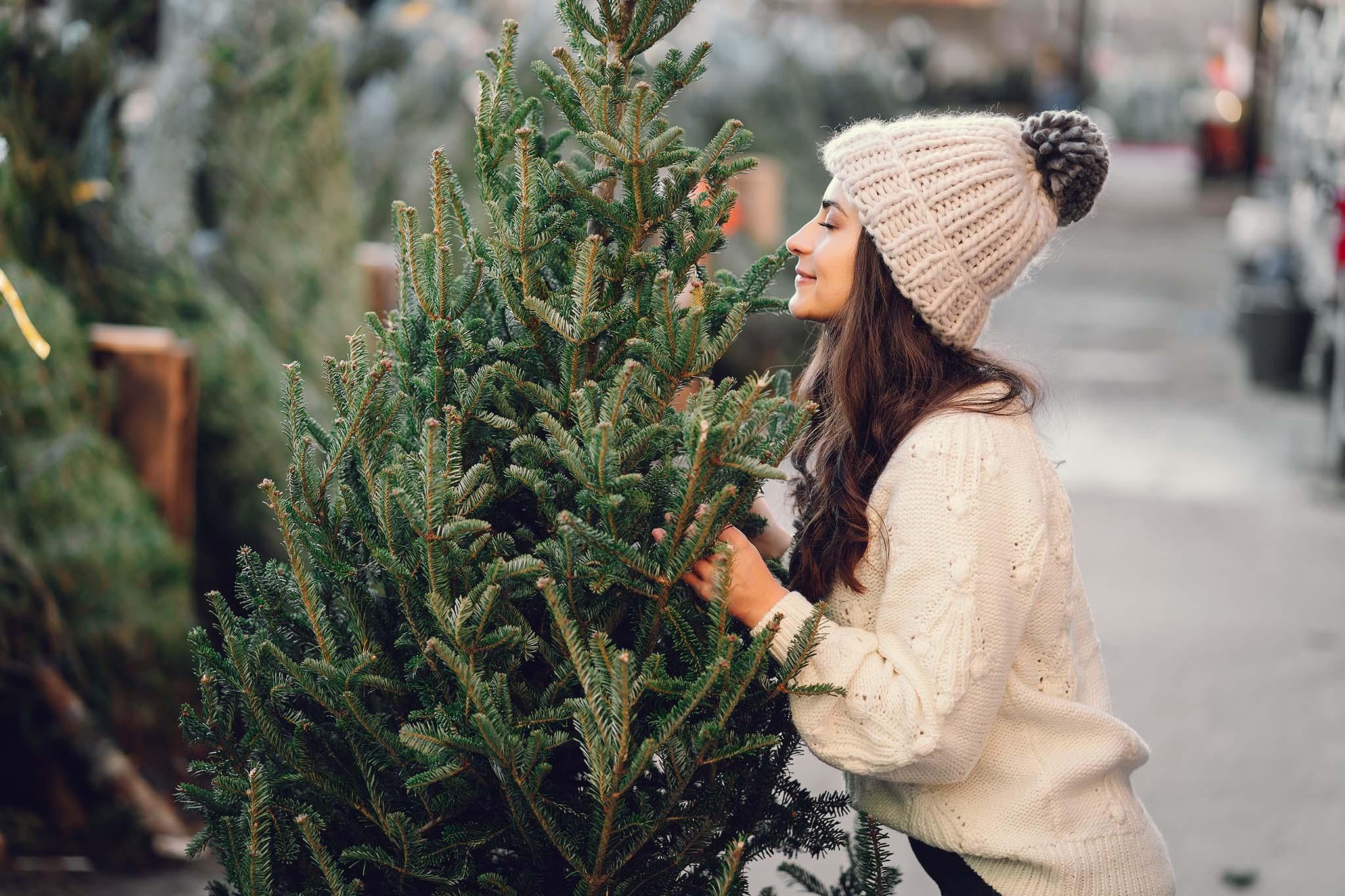 Oh Tannenbaum, oh Tannenbaum! - Bakanasan